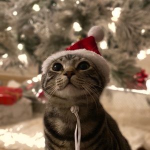 Meet your Posher, Abigail